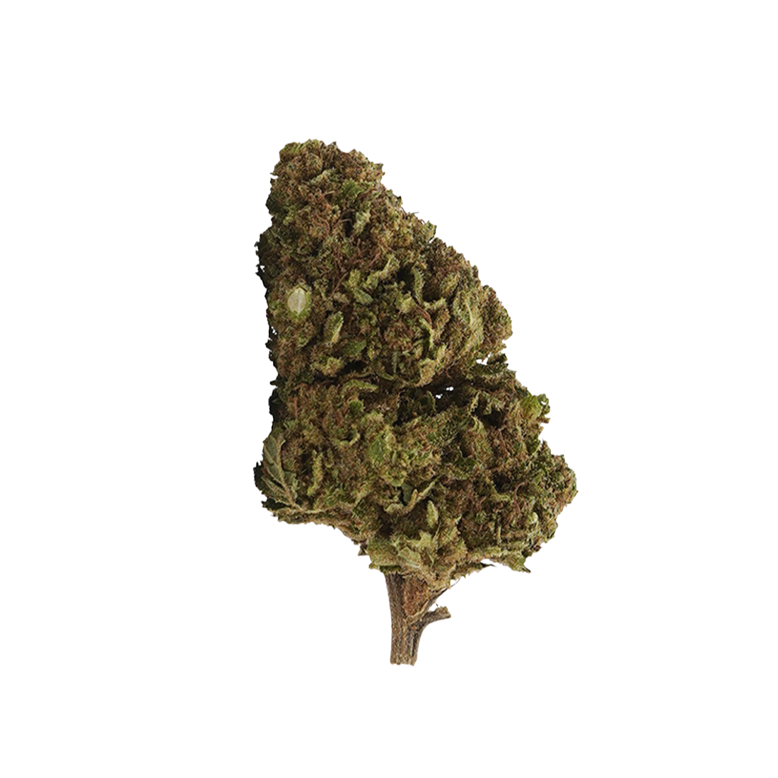 White Widow 10-OH-HHC 🕸️